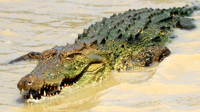 Crocodile fought off with wooden spoon