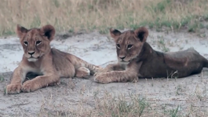 Cubs of Cecil the lion (CNN)