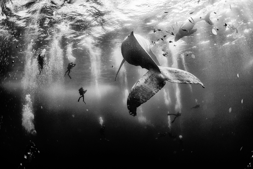 Diving with a humpback whale and her newborn calf in Revillagigedo, Mexico (Anuar Patjane)