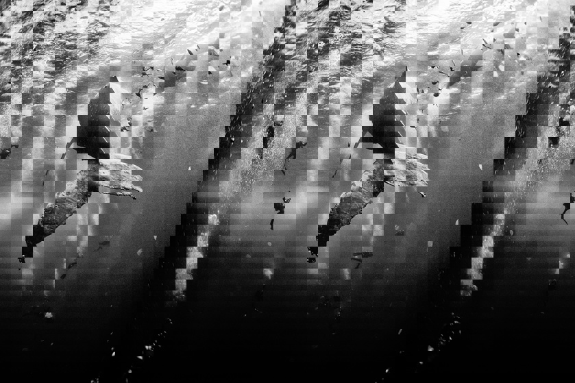 Diving with a humpback whale and her newborn calf in Revillagigedo, Mexico (Anuar Patjane)