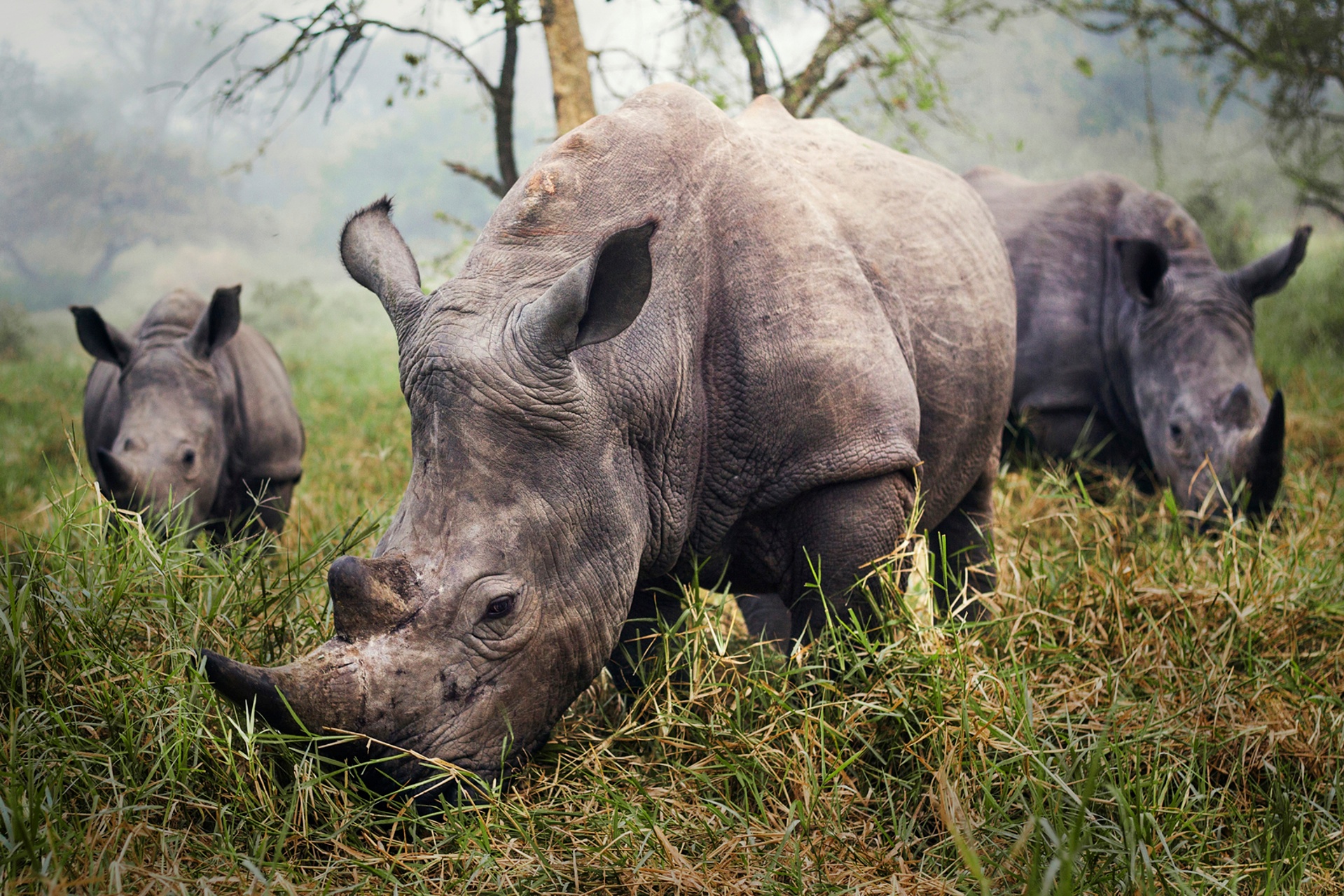 White rhinos at the Ziwa Rhino Sanctuary in Uganda (Stefane Berube)