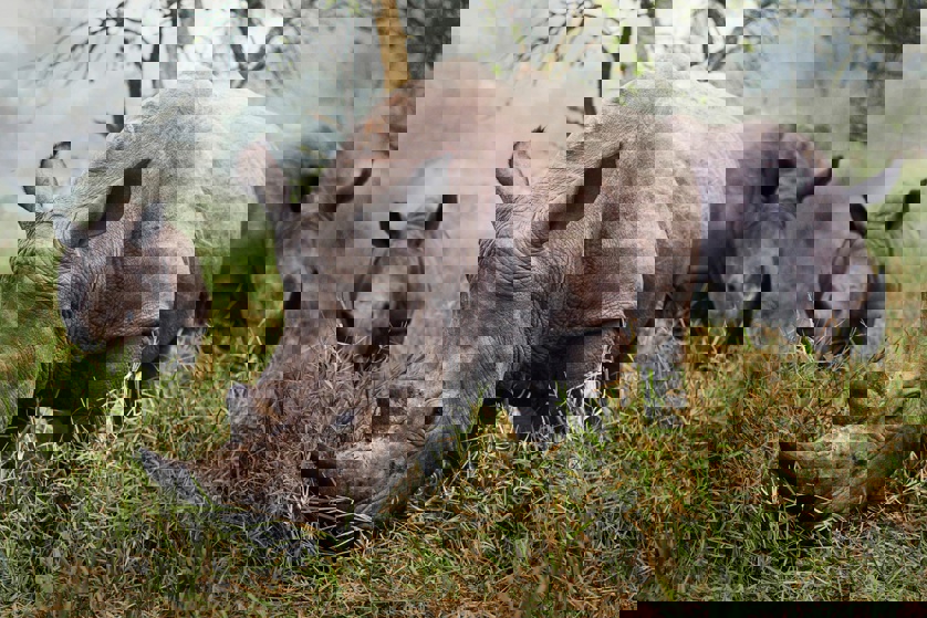 White rhinos at the Ziwa Rhino Sanctuary in Uganda (Stefane Berube)