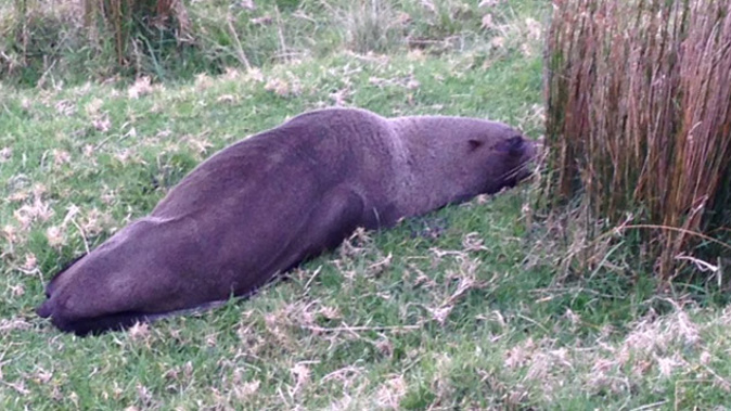 A seal dubbed "Westie" made its way througha fence and onto farmland yesterday (NZ Police)