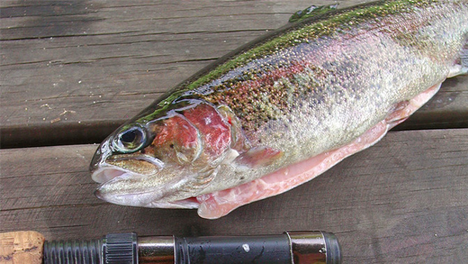 After a peaceful winter, the Rotorua lakes will be heaving with fishermen today (stock.xchng)