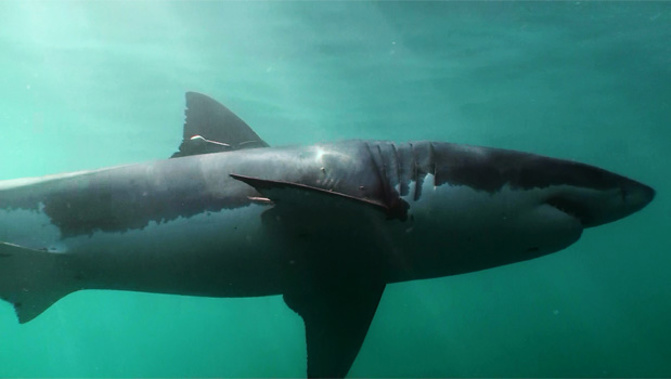 A marbletail shark (Department of Conservation)