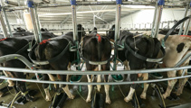 Analysts predict $250k hit to dairy farms