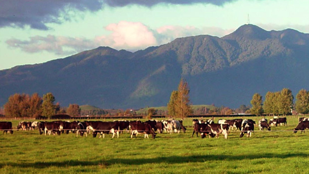 Landcorp reporting solid half-year results 