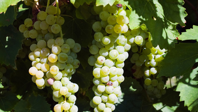 Vineyard grapes (Stock Xchng)