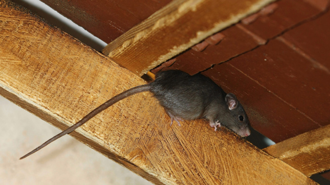 Houses in Glen Innes have had rats running on furniture, floors and chewing linen (Getty Images)