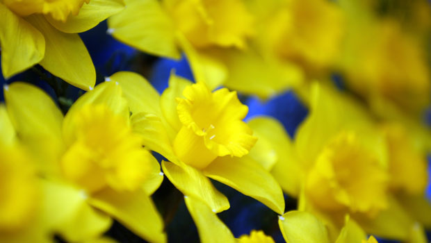 Photo / Getty Images