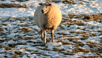 Winter not over yet