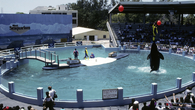 An Orca performing at the Seaquarium in Miami (Getty Images)