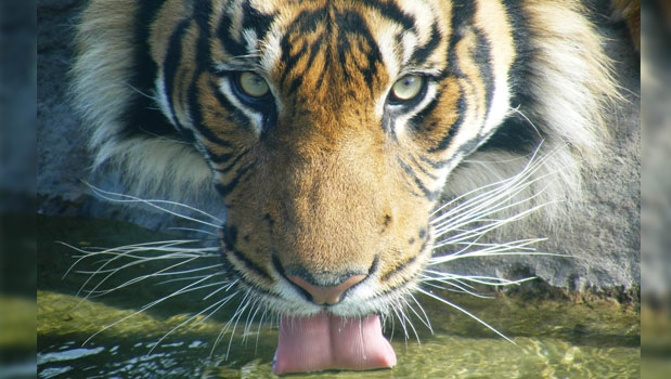 Oz the tiger mauled keeper Samantha Kudeweh at Hamilton Zoo last Sunday