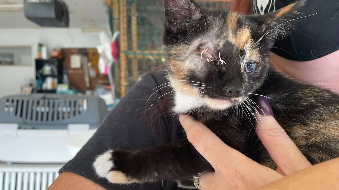 Many of the kittens taken in by shelters are sick, injured, and need urgent veterinary attention. (Photo / Eva Wilson)