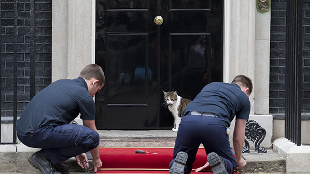 10 Downing Street Larry watches workmen lay red carpet outside his residence (Getty Images)