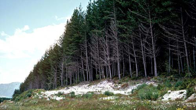 The Kaingaroa Forest, where the boy died (Te Ara)