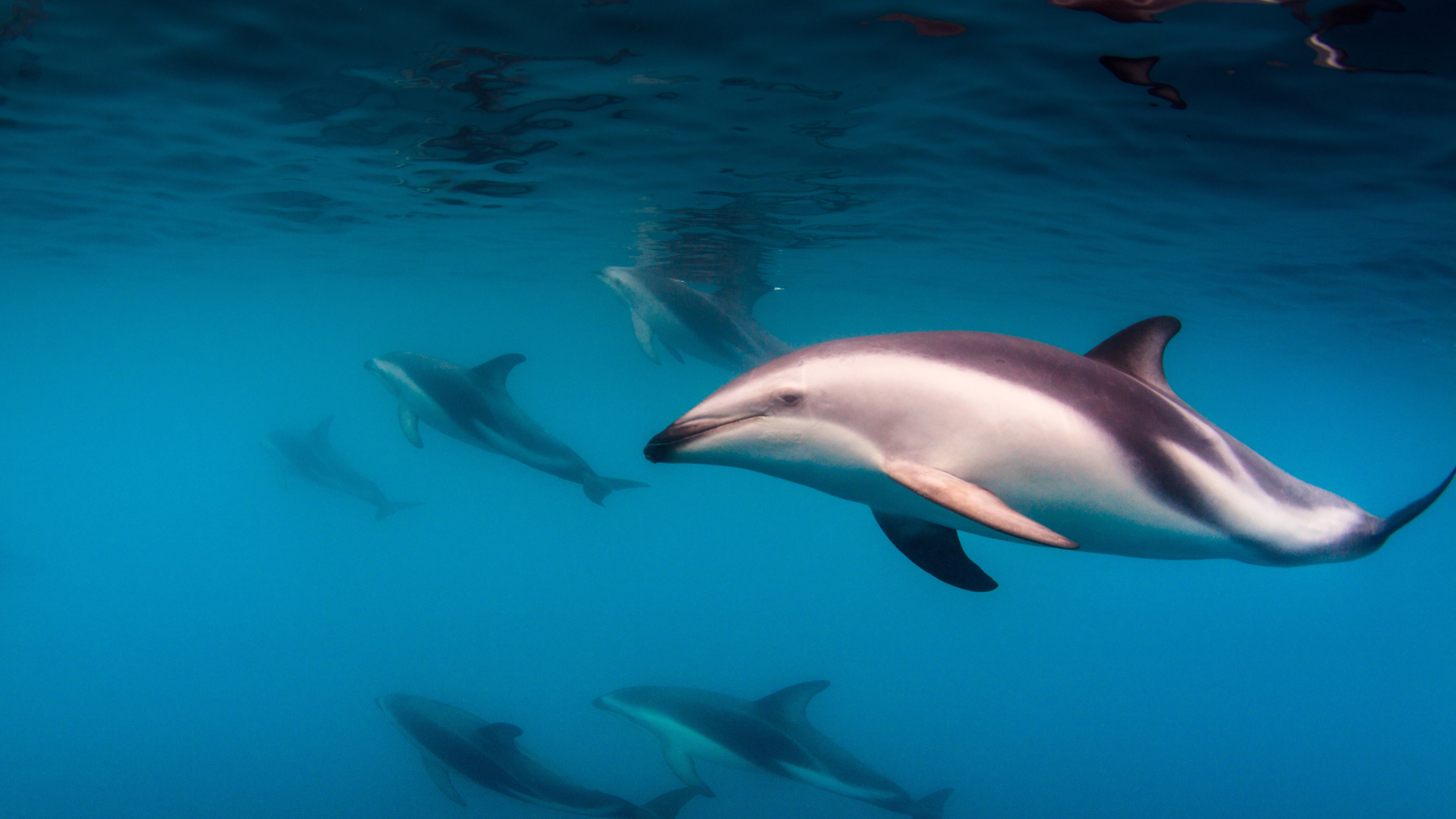 Dusky dolphins off the coast of Kaikoura