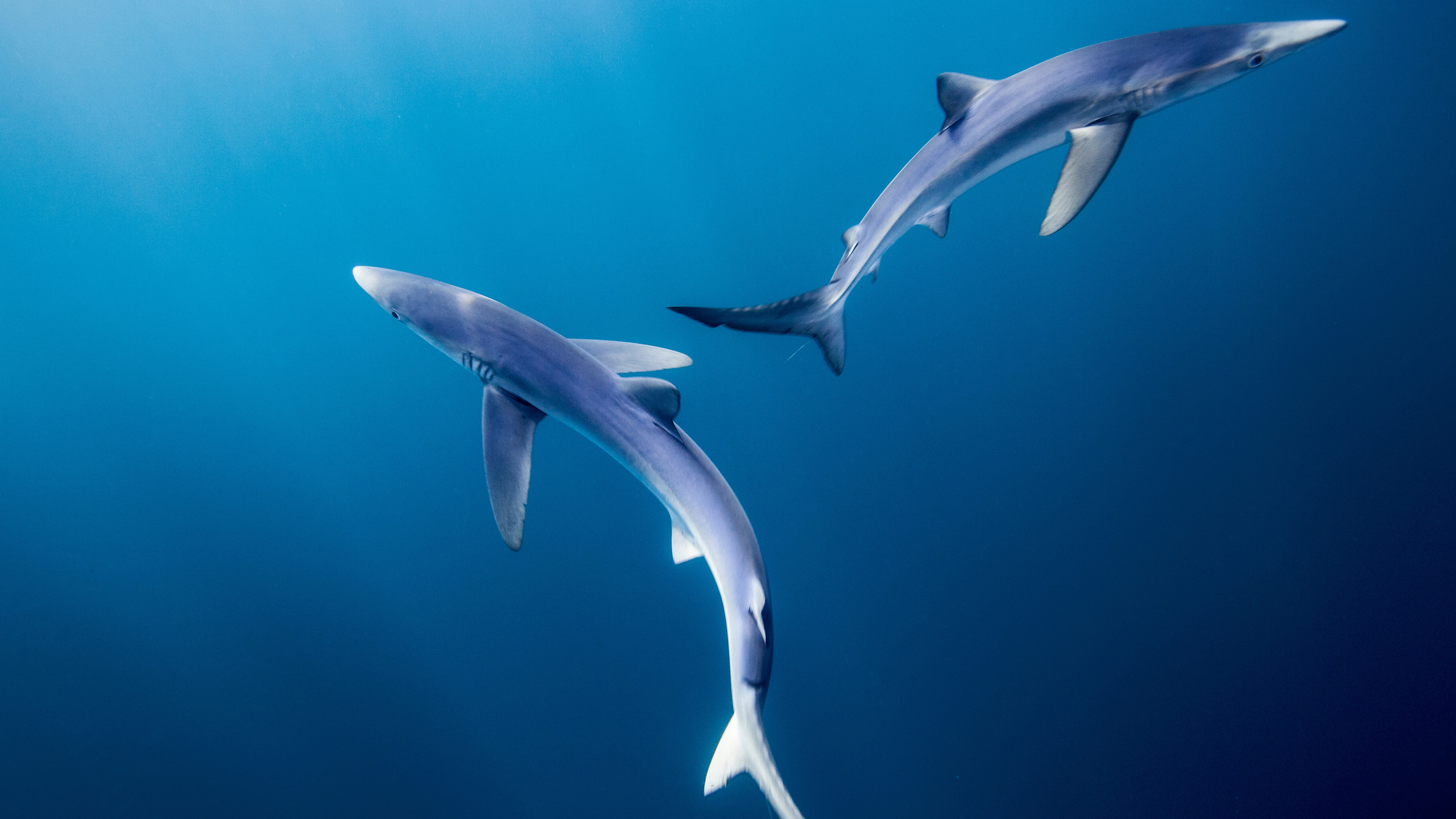 Blue Sharks, Hawkes Bay