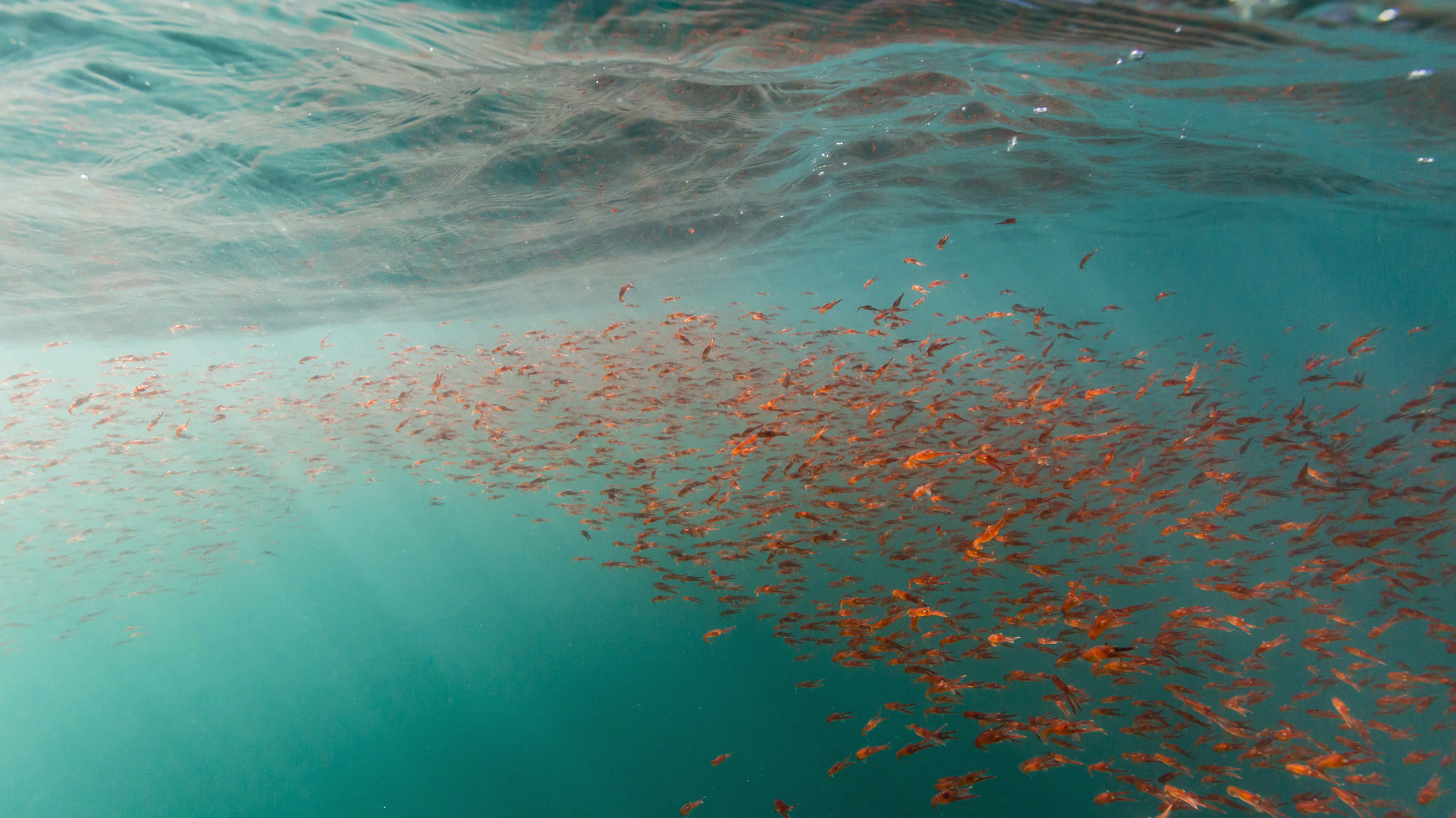 Juvenile Squat Lobster, Akaroa.
