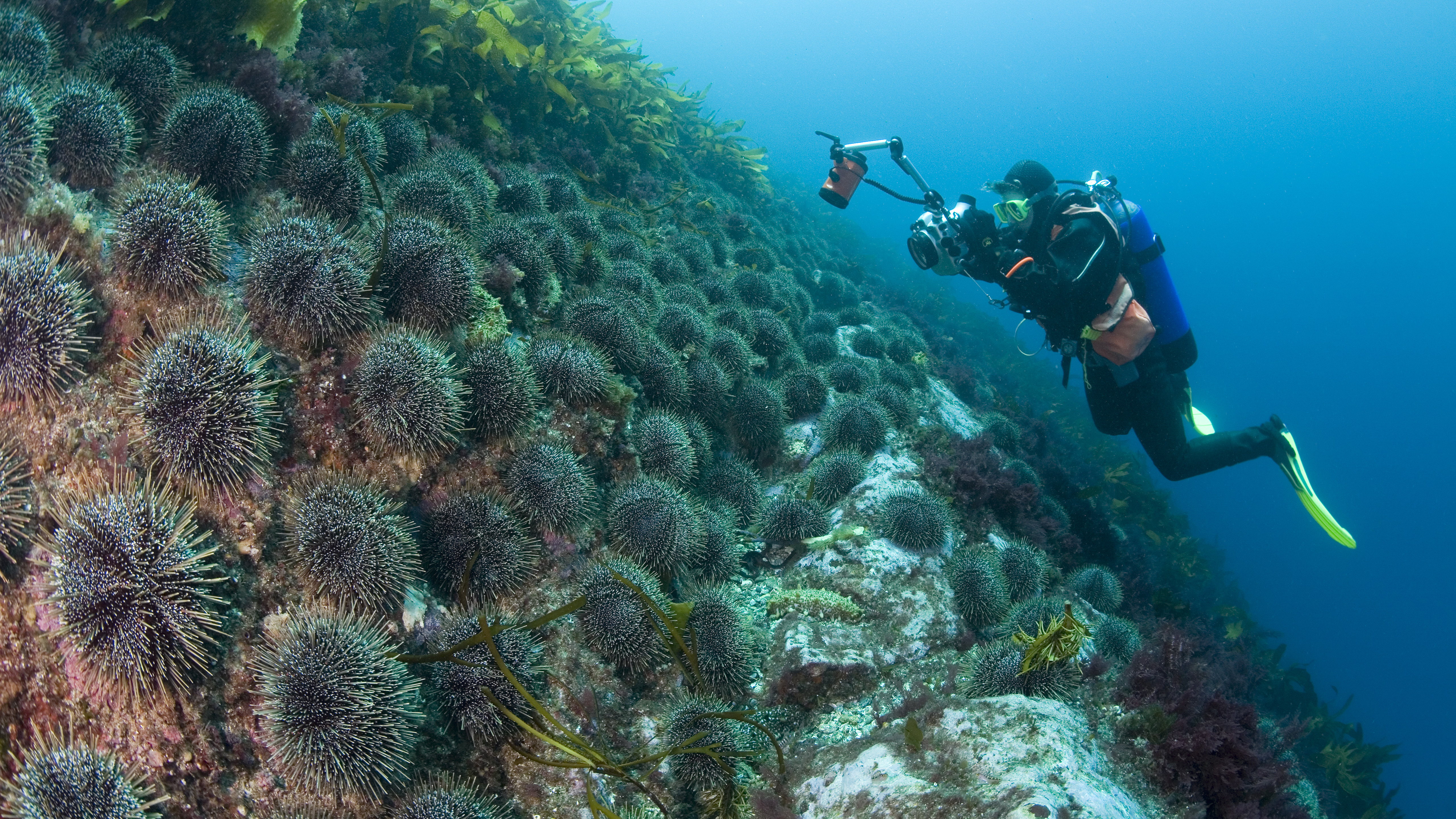 Diver and Kina in the Fiordlands, NZ.