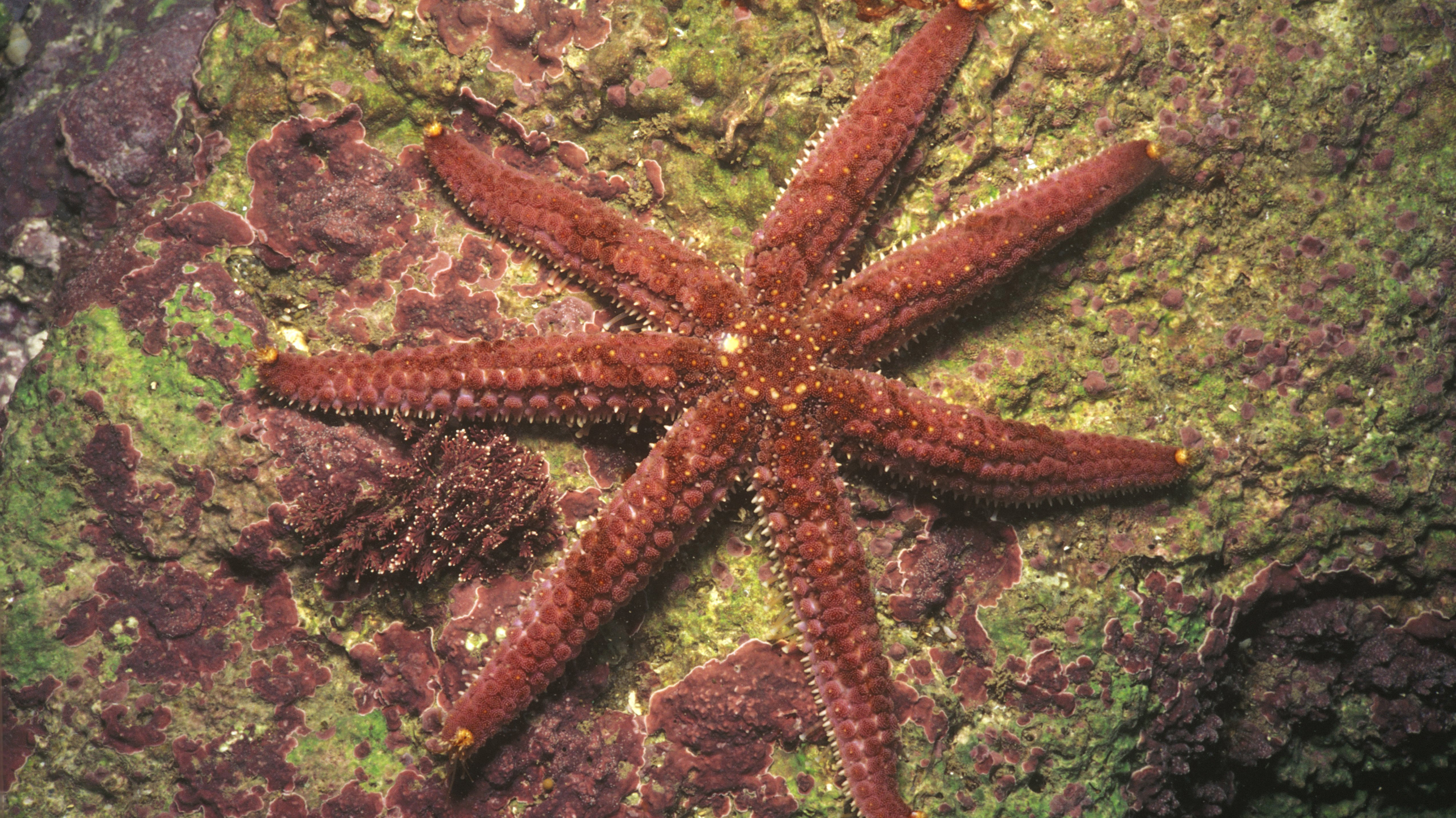 Sea Star, Wellington.