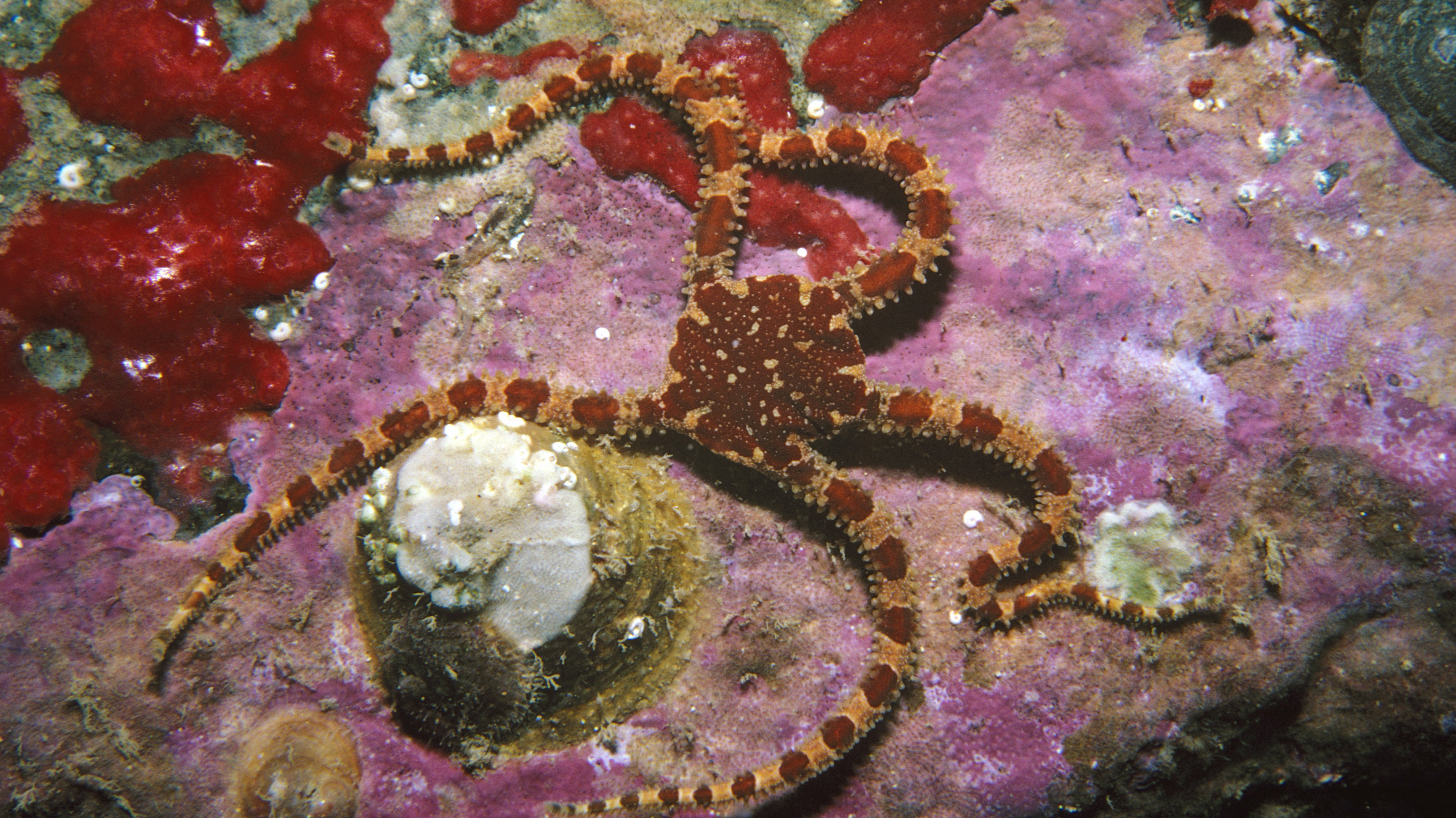 Soft skinned Brittlestar, Matai Bay.
