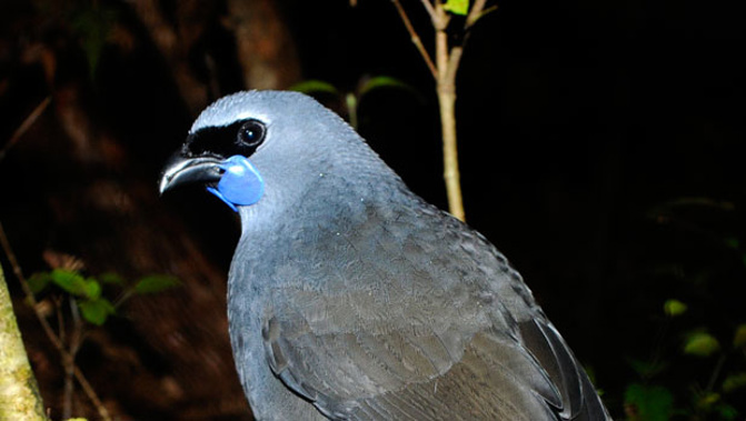 Someone really wants the Kokako to win (David Hallett)