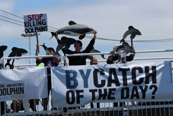 Maui and Hector's Dolphin Defenders today launched a campaign to show concerned consumers link between fish and chips and the extinction of Maui and Hector's dolphins (Supplied).