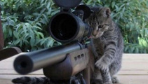 PICS: Purrfect response to Brussels lockdown