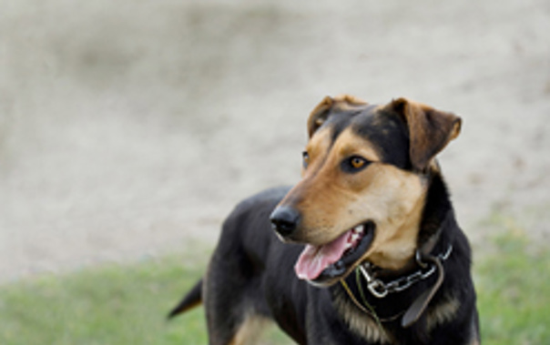 Rotorua people have reported multiple incidents of a puppy or puppies being abused on various streets. Photo / File
