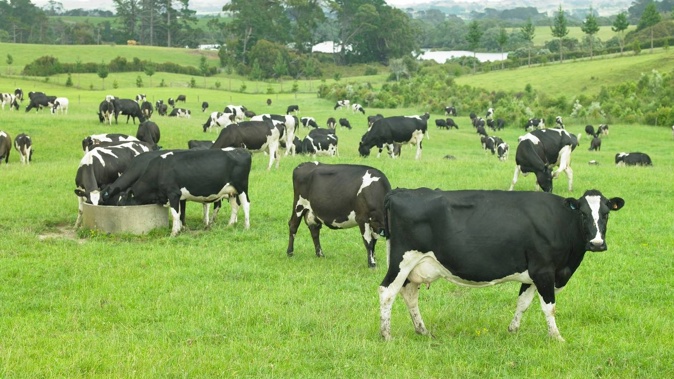 The last four Global Dairy Trade events have been on an upward trajectory. Photo / DairyNZ