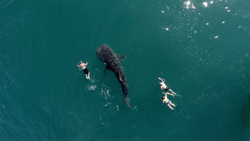 Whale shark and tourists