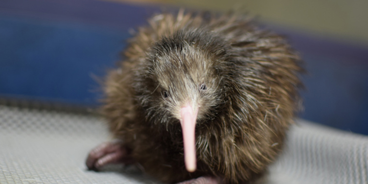 (NZ Herald)