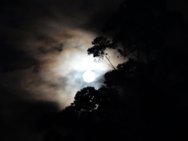 Alexia Russell, North Shore