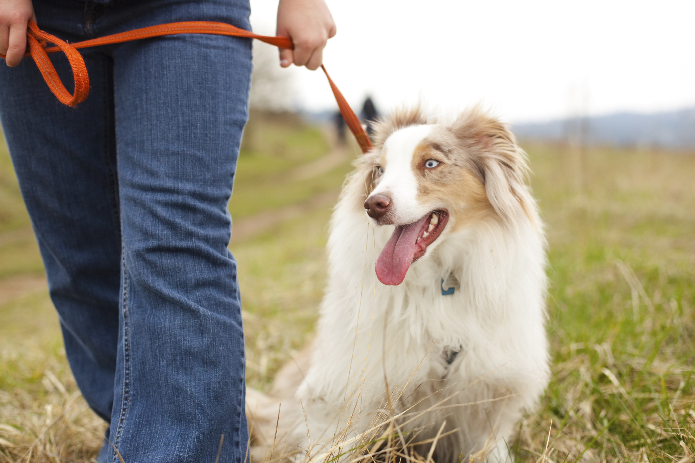 If you want to have a pet at the property, bring them along. 