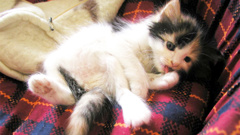 Ukrainian firefighters saved a kitten from a building hit by shelling in Kharkiv