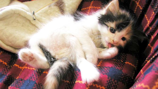 Ukrainian firefighters saved a kitten from a building hit by shelling in Kharkiv