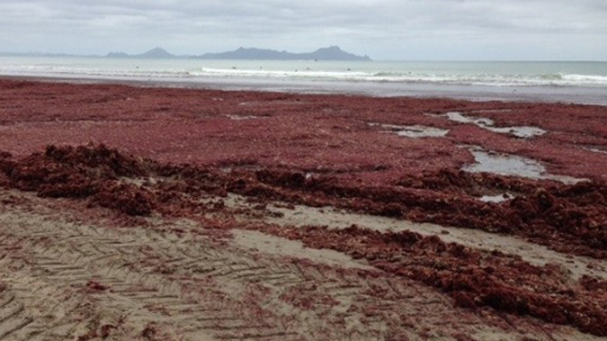 The red algae on a beach in Northland (Photo: Anton and Lucy Trist)