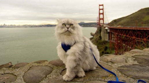 The adventures of Gandalf the travelling cat