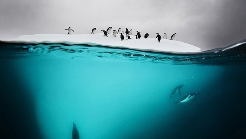 Penguins on iceberg (David Doubilet)
