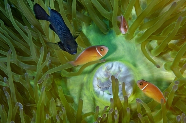Threespot damselfish and pink anemonefish, Kimbe Bay (David Doubilet)