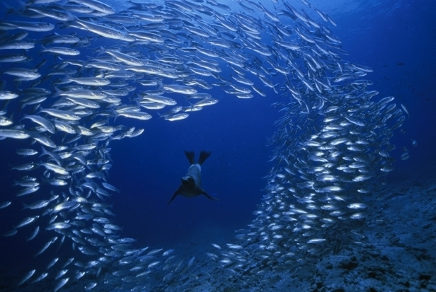 Sea Lion surrounded by salema, Galapagos (David Doubilet)