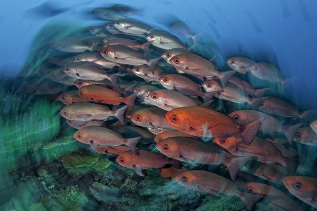 School of pinjalo snappers, Kimbe Bay (David Doubilet)