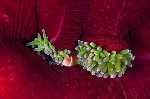 Pink anemonefish, Kimbe Bay (David Doubilet)