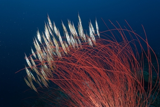 School of razorfish (David Doubilet)