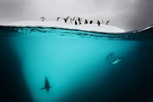 Penguins on iceberg (David Doubilet)
