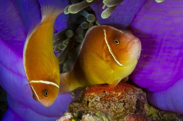 Pair of pink anemonefish, Kimbe Bay (David Doubilet)
