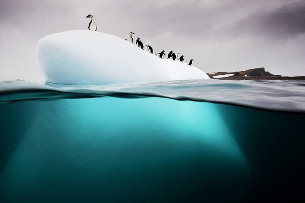 Penguins on ice floe, Antarctica (David Doubilet)
