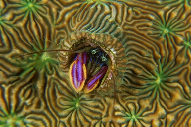 Pagurid hermit crab, Kimbe Bay (David Doubilet)