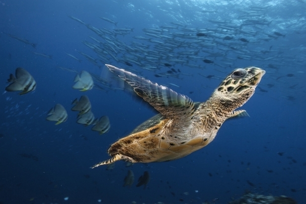 Hawksbill sea turtle, Kimbe Bay (David Doubilet)
